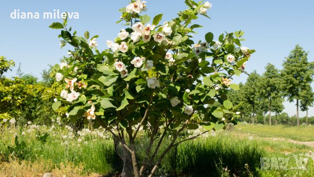  Магнолия сиеболди (Magnolia sieboldii), снимка 2 - Градински цветя и растения - 46495661