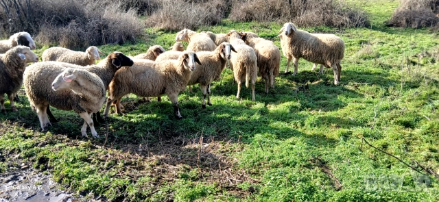 Свободни Овце и Кочове!, снимка 4 - Овце - 53300190