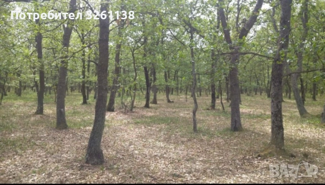 Продавям 10дка. дъбова гора, снимка 2 - Земеделска земя - 53803868