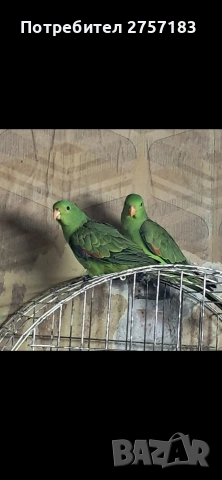 продавам червенокрили папагали чифт 2025, снимка 3 - Папагали - 53937433