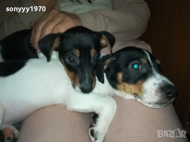 ДЖАК РЪСЕЛ-ЛЯВОТО ОТ СНИМКИТЕ 3110250739, снимка 3 - Джак ръсел териер - 52242197