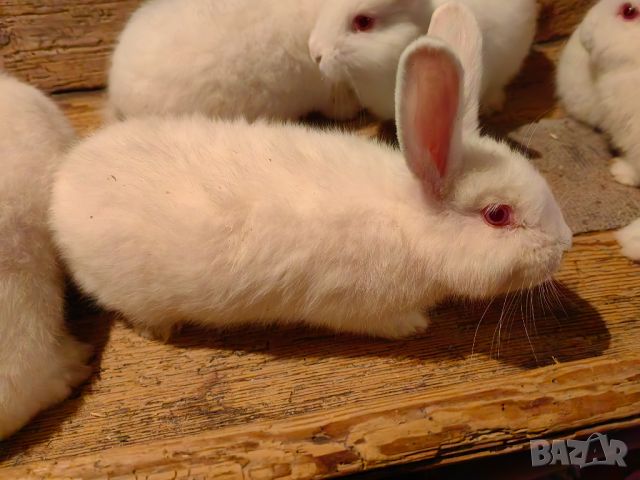 Зайци зайчета заек, снимка 5 - Други животни - 45700896