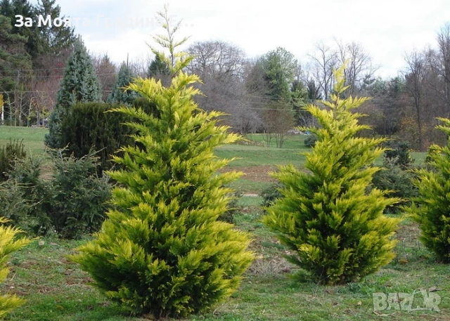 Кипарис - Лейланди , снимка 2 - Градински цветя и растения - 53634002