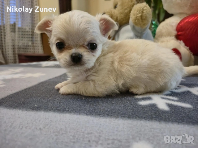 Две момчета Чихуахуа 