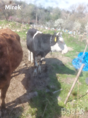 за продажба, снимка 2 - Крави - 54143003