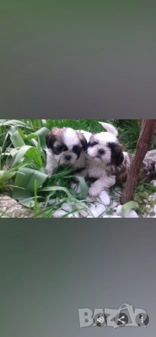 малки кученца порода Ши тцу , снимка 8 - Ши Тцу - 52564552
