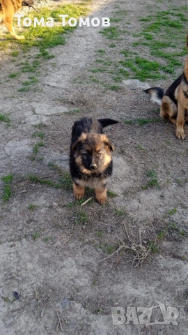 Чистокръвнa женска немскa овчаркa на 2 месеца 300 евро, снимка 6 - Немска овчарка - 53839044