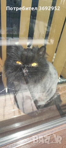 Подарявам персийски котарак, снимка 2 - Персийска - 53931885