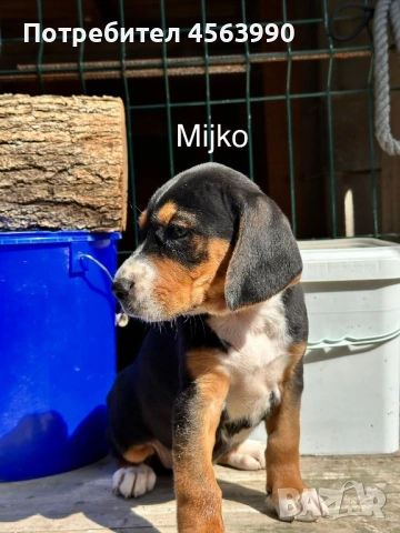 Tricvetni gonceta, снимка 4 - Гонче - 54114272