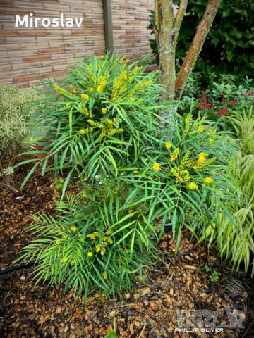 Махония (Mahonia soft caress), снимка 5 - Градински цветя и растения - 45210311