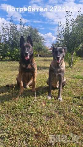 Кученце белгийска овчарка , снимка 3 - Белгийска овчарка - 53131948