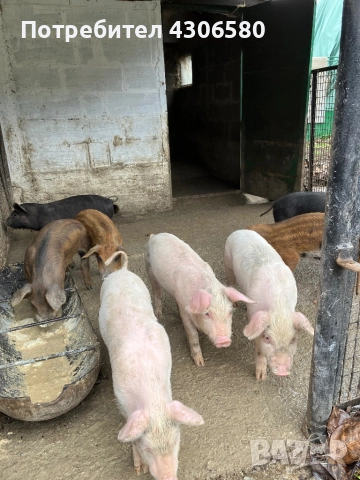 Прасенца, снимка 2 - Прасета - 52196292