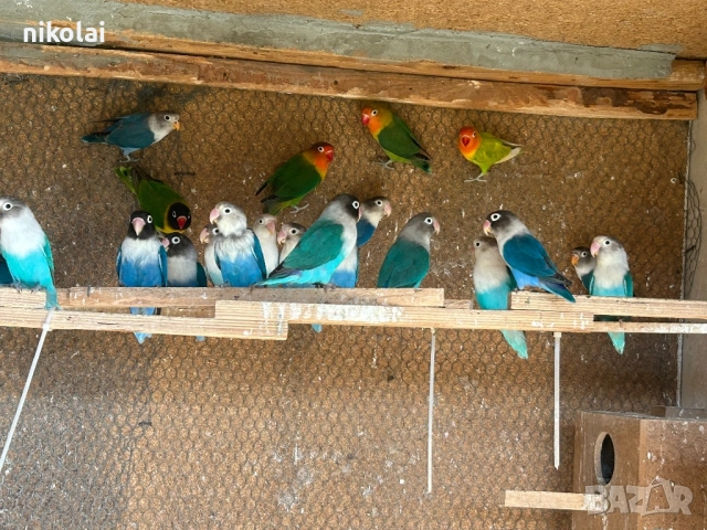 Млади фишери 