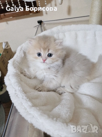 Родословни Британски котета  промоционолна цена за 8 март, деня на жената!, снимка 12 - Британска късокосместа - 53502654