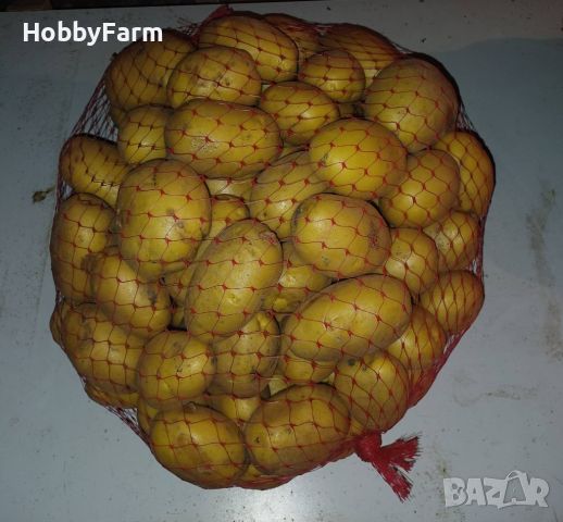 Домашни картофи сорт Сорая, снимка 1 - Домашни продукти - 46264665