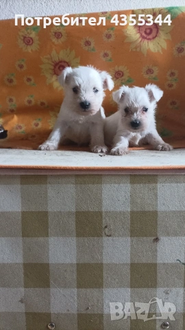 Цвергшнауцер , снимка 3 - Други - 54080125