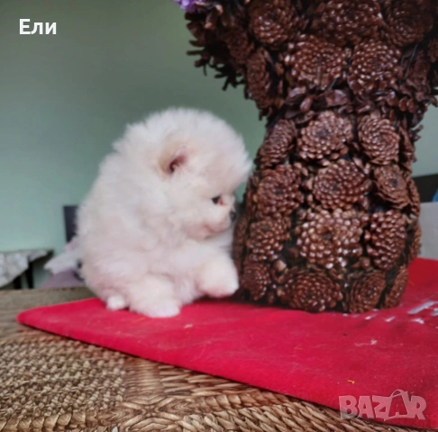 Померан мини момченце, снимка 2 - Померан - 54233207