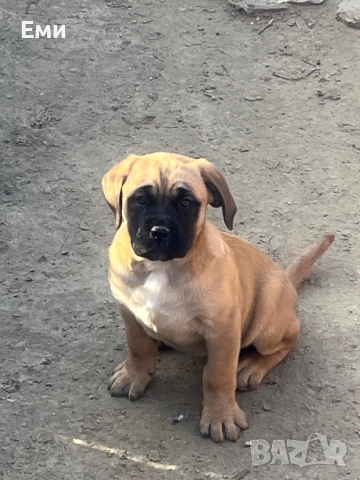 Кане корсо , снимка 1