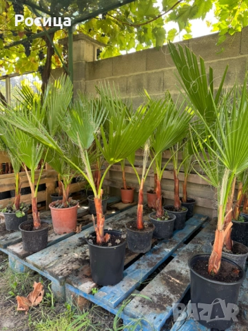 ТОП ОФЕРТА Палми Вашингтония ( Washingtonia ) - Цена 15.90лв, снимка 4 - Градински цветя и растения - 50613396