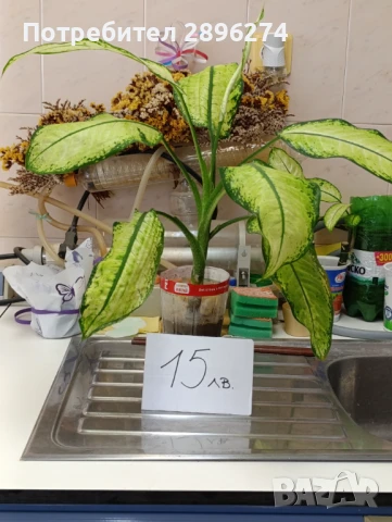  Дифенбахия !!! РАЗПРОДАЖБА (-40%)!!!, снимка 14 - Стайни растения - 46264327