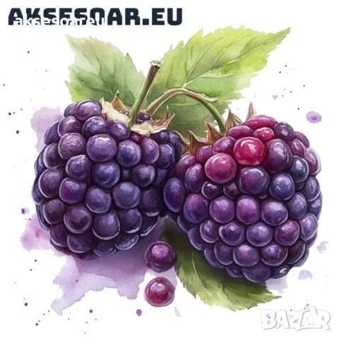 Висококачествени нови семена от хранителна Къпина без бодли Rubus rusticanus 50+ семена антиоксидант, снимка 11 - Сортови семена и луковици - 50332260