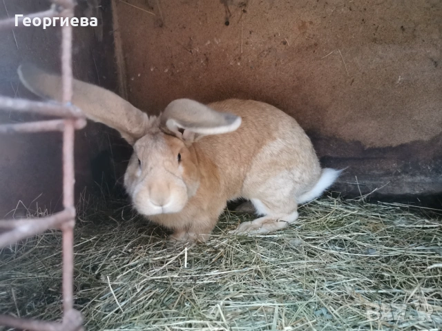 Заек, зайче, пеперуда, триколор, чинчилов великан, жълт великан, кръстоски