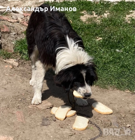 Кучета, снимка 3 - Други - 54183332