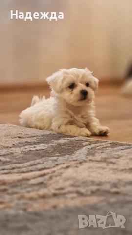 Малтийска болонка , снимка 6 - Болонка - 54257659