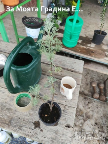 Пелин храстовиден, снимка 5 - Разсади - 54020180
