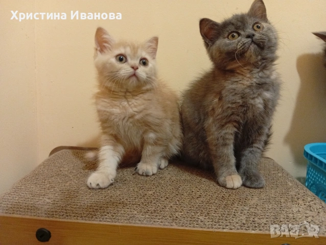 Британски котета , снимка 8 - Британска късокосместа - 53736554