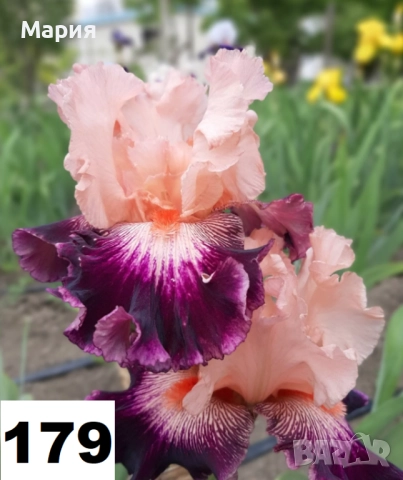 Сортови вискоки ириси /брадати ириси, снимка 3 - Градински цветя и растения - 51459166