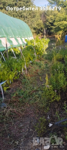 продавам 3 оранжерии 80 кв.м., снимка 11 - Оранжерии - 51869001