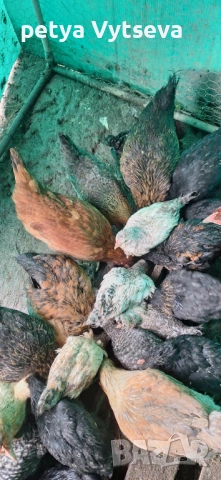 Продавам ярки