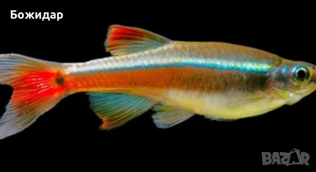 Продавам рибки кардинал 