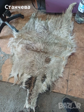 агнешки и кози кожи , снимка 8 - Антикварни и старинни предмети - 53671618