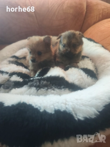 Мини померанчета