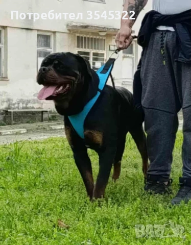 Ротвайлер , снимка 3 - Ротвайлер - 53134218