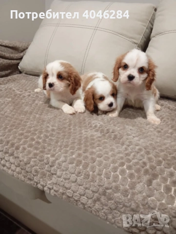 Кавалер Кинг Чарлз , снимка 8 - Други - 53623830