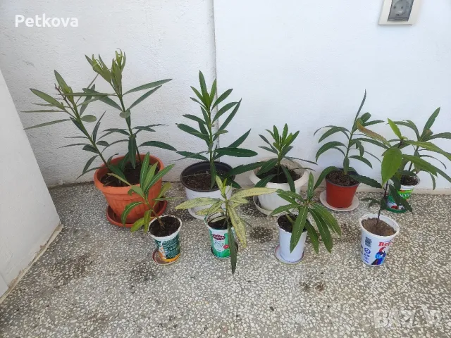 Зокуми(олеандър), снимка 2 - Стайни растения - 50163696