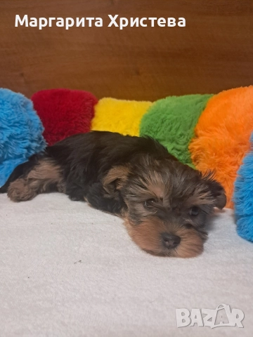 Йоркширски териер , снимка 5 - Йоркширски териер - 52850982