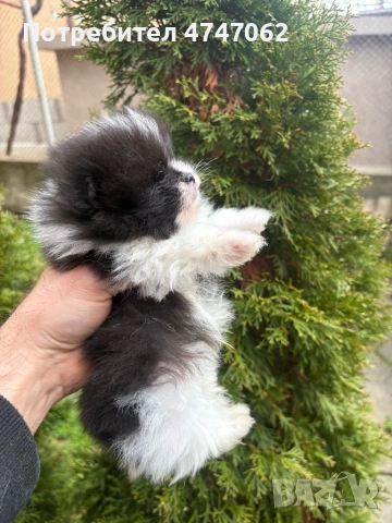 Померан мъжки, снимка 2 - Померан - 54112761