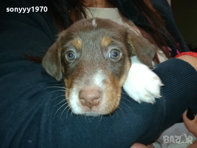 ДЖАК РЪСЕЛ ТЕРИЕР-ДЖАКЧЕ-МЪЖКО КУТРЕ 2509252122, снимка 6 - Джак ръсел териер - 51840023