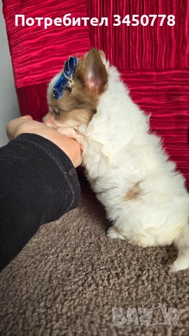 ексклузивен бял йоркшир, снимка 7 - Йоркширски териер - 52910687