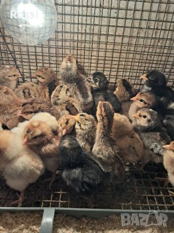 Пилета от сини яйца и разплодни яйца, снимка 5 - Кокошки и пуйки - 45571281