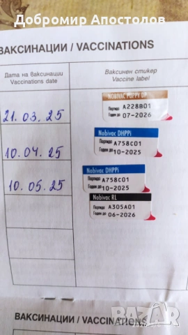 Българско овчарско куче - каракачанка, снимка 6 - Каракачанска овчарка - 53763685