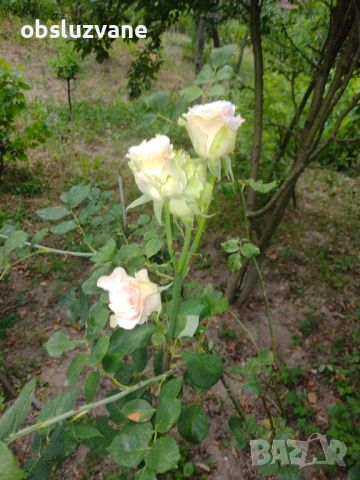 Резници сортова роза, снимка 1 - Градински цветя и растения - 46370432