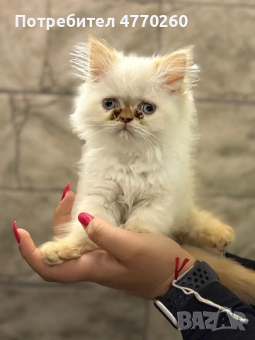 Просавам персийско коте