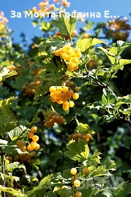 Жълта калина