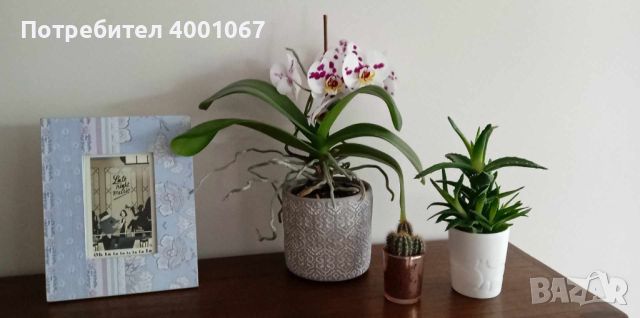 красива орхидея, снимка 3 - Стайни растения - 45453166