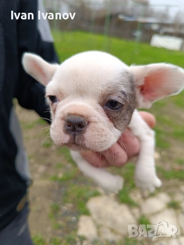 френски булдочета, снимка 12 - Френски булдог - 52489123